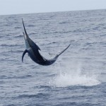 Black Marlin in Kadavu, Fiji on Bite Me