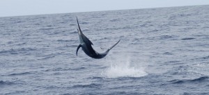 Black Marlin in Kadavu, Fiji on Bite Me