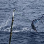 Black Marlin hooked up on Bite Me