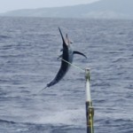 Black Marlin hooked up on Bite Me