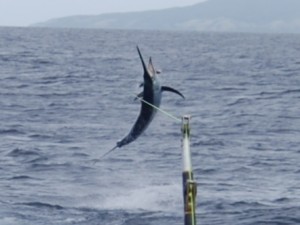 Black Marlin hooked up on Bite Me