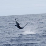 Black Marlin on Bite Me Gamefishing Charter