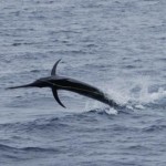 Black Marlin hooked up on Bite Me