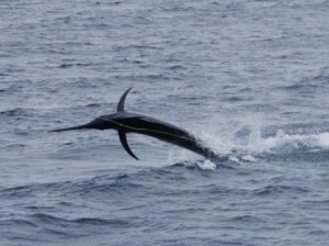 Black Marlin hooked up on Bite Me