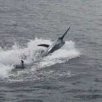 Blue Marlin on Bite Me Gamefishing Charter