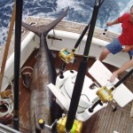 Blue Marlin on Bite Me Gamefishing Charter