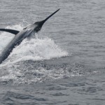 Pacific Blue Marlin