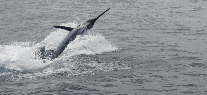 Blue Marlin aboard Bite Me