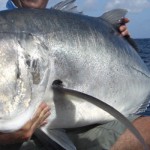 Giant Trevally GT’s