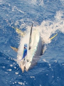 Yellowfin Tuna