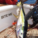 Yellowfin aboard Bite Me, Fiji