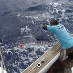 Striped Marlin on Bite Me Gamefishing Charter, Fiji