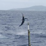 Kadavu Black Marlin – New Fishery?